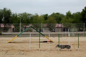 deportiva-agility-madrid-1112